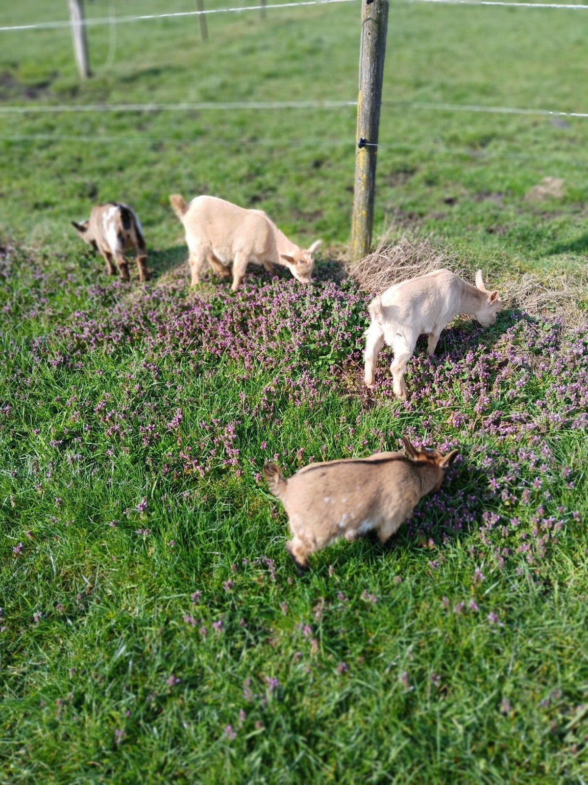 Dwerggeitje te koop, April, Mannelijk