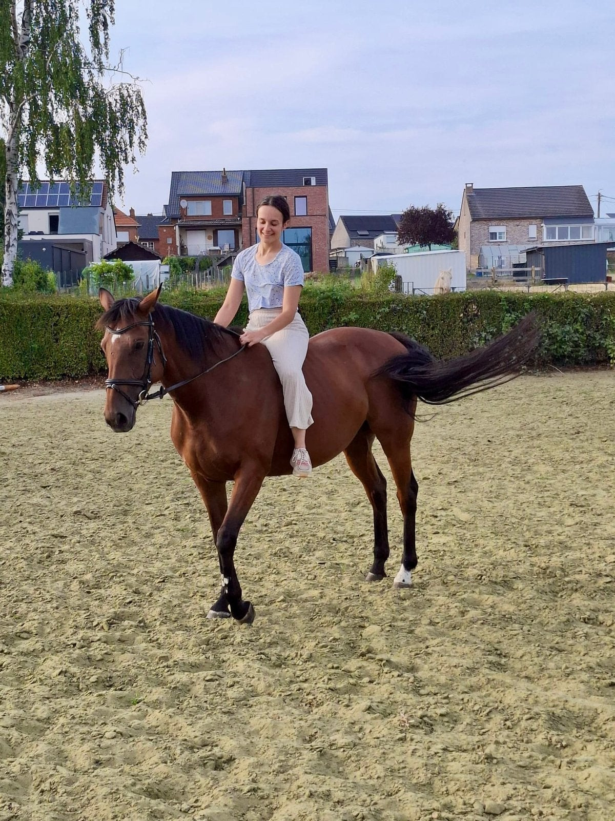 8-jarige merrie, Dieren en Toebehoren, Merrie