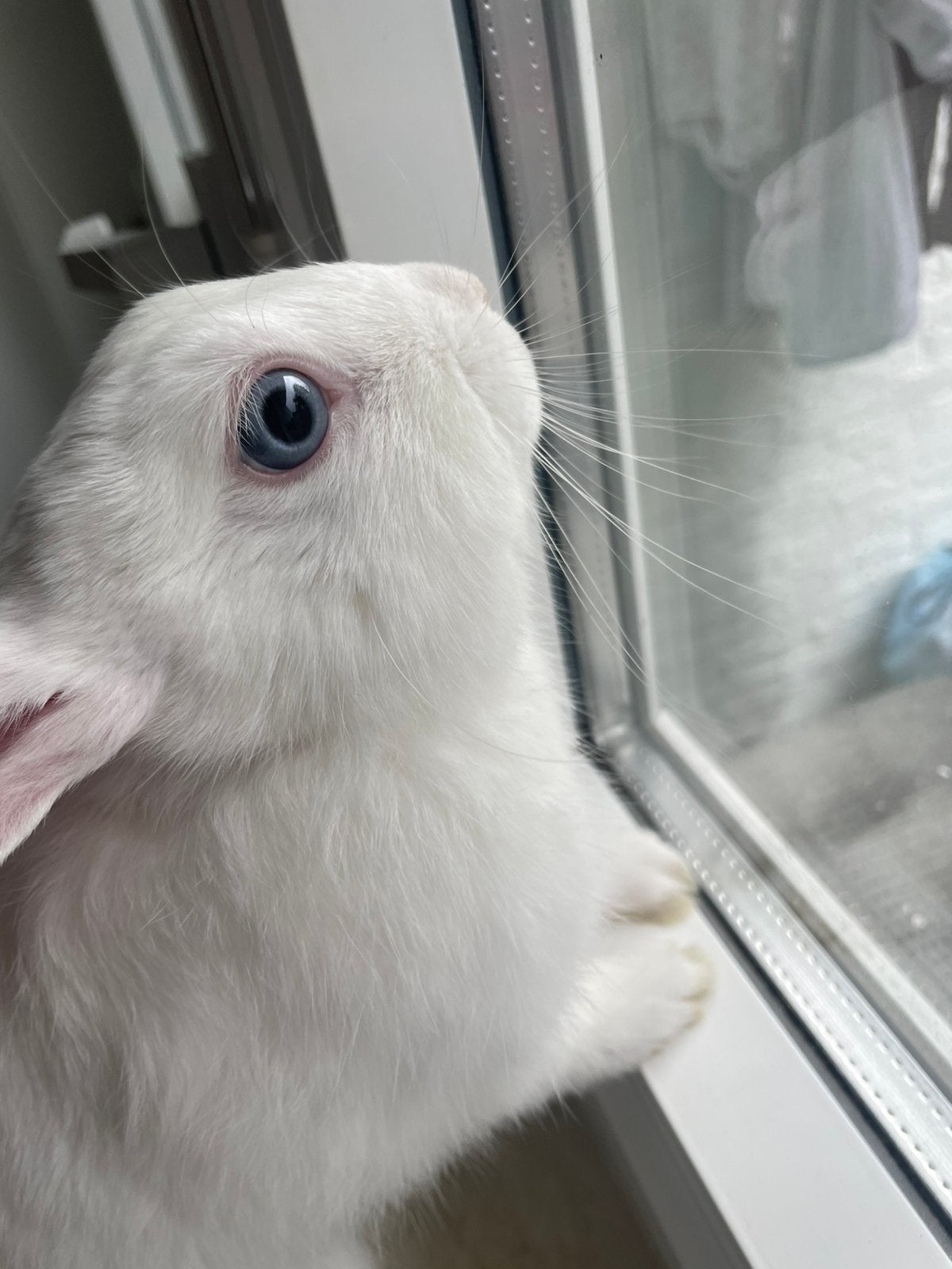 Paaskonijn dwerg, Dieren en Toebehoren, Mannelijk, Dwerg, 0 tot 2 jaar