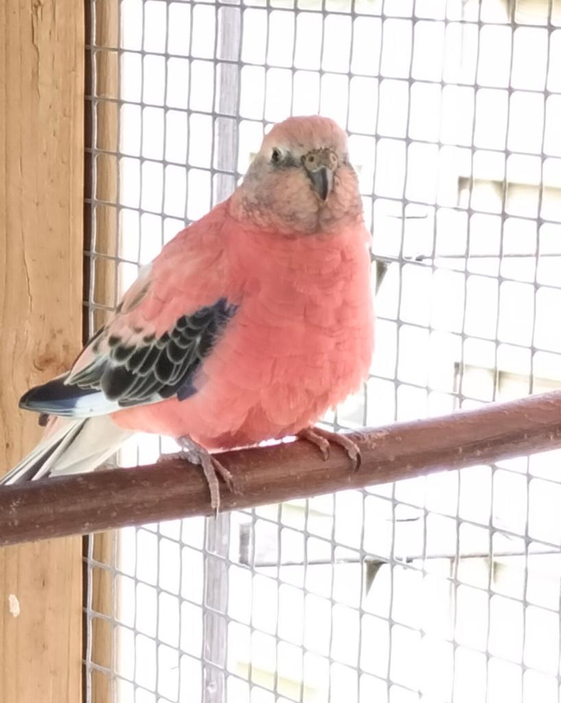 Bourkes kweekrijpe opaline pop 2025, Femelle, Perruche, Bagué