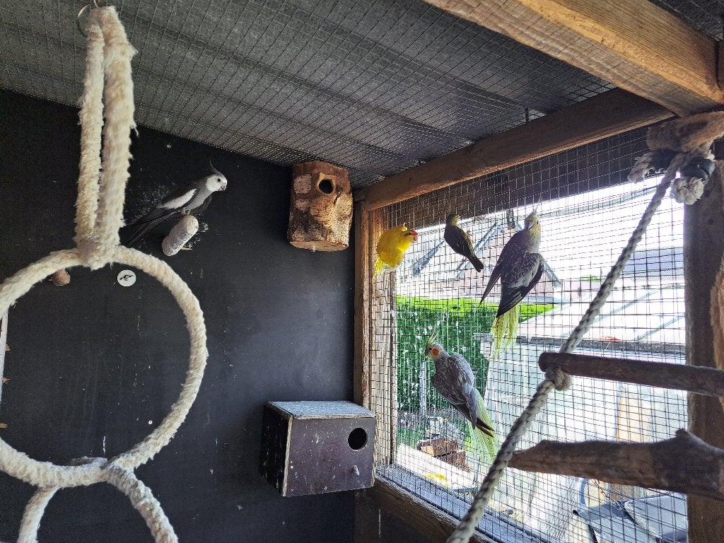 4 valkparkieten, Dieren en Toebehoren, Vogels | Parkieten en Papegaaien, Meerdere dieren