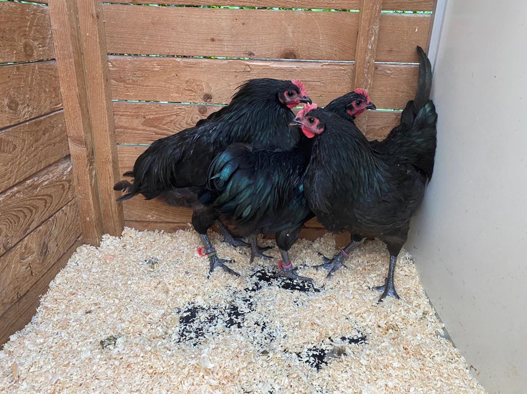 Haan met 1-2 hennen australorp zwart.