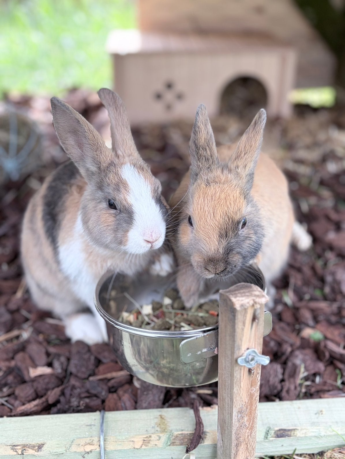 Konijnen te koop/te geef, Dieren en Toebehoren, Konijnen, Vrouwelijk