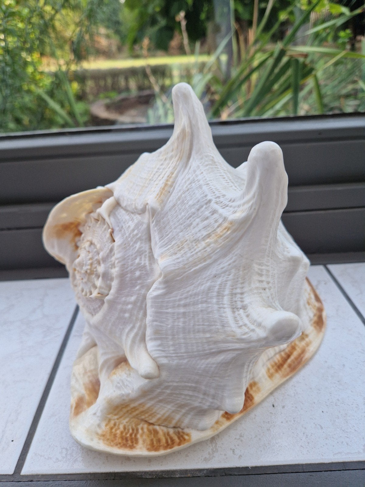 grote schelp, Ophalen