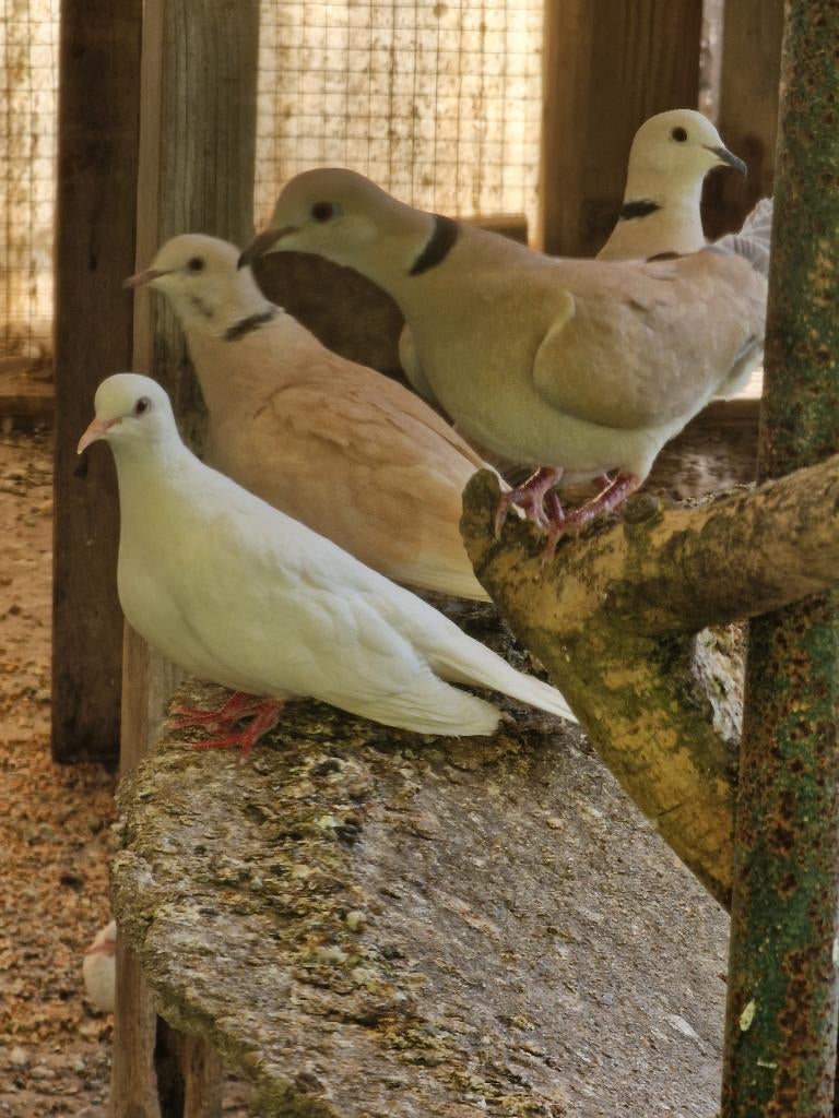 Tortelduiven, Dieren en Toebehoren, Pluimvee, Meerdere dieren, Overige soorten