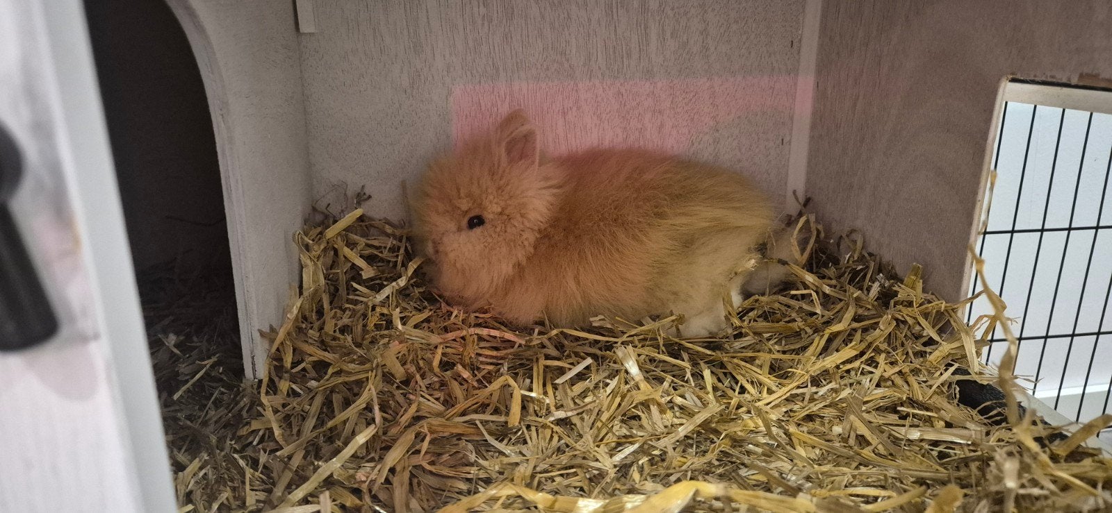 dwergkonijntje 8 weken, Dieren en Toebehoren, Juli, Mannelijk
