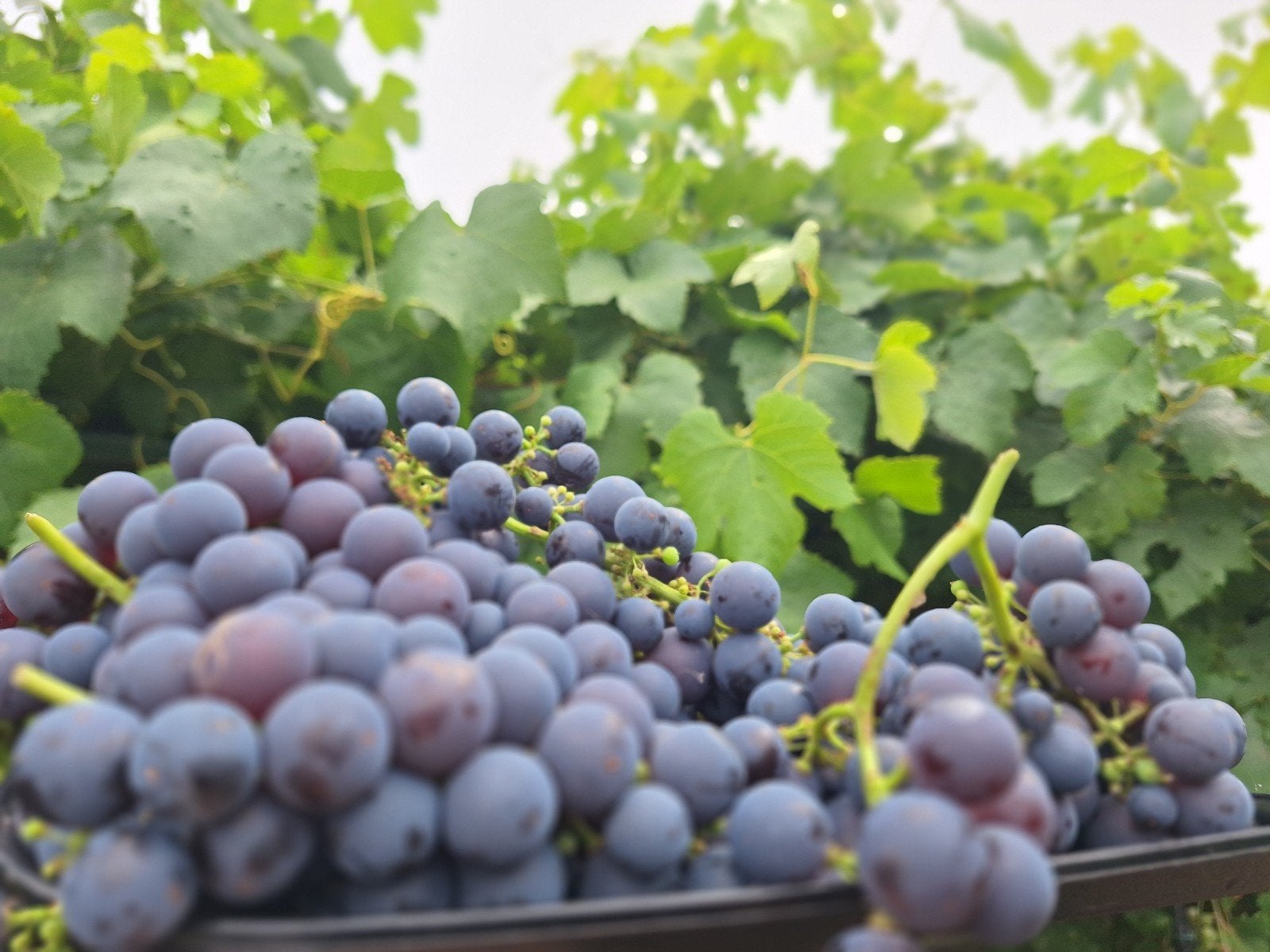 Raisins Moyens Noirs Bio Sans  Pesticides, Jardin & Terrasse, Enlèvement