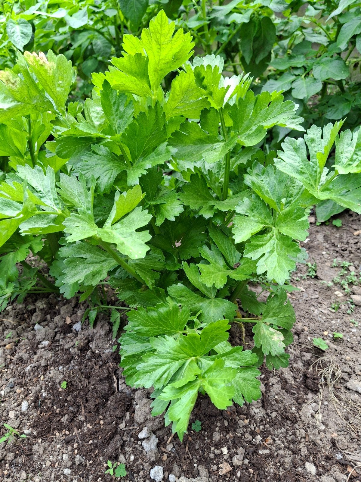 Groene selder, Tuin en Terras, Planten | Struiken en Hagen, Ophalen