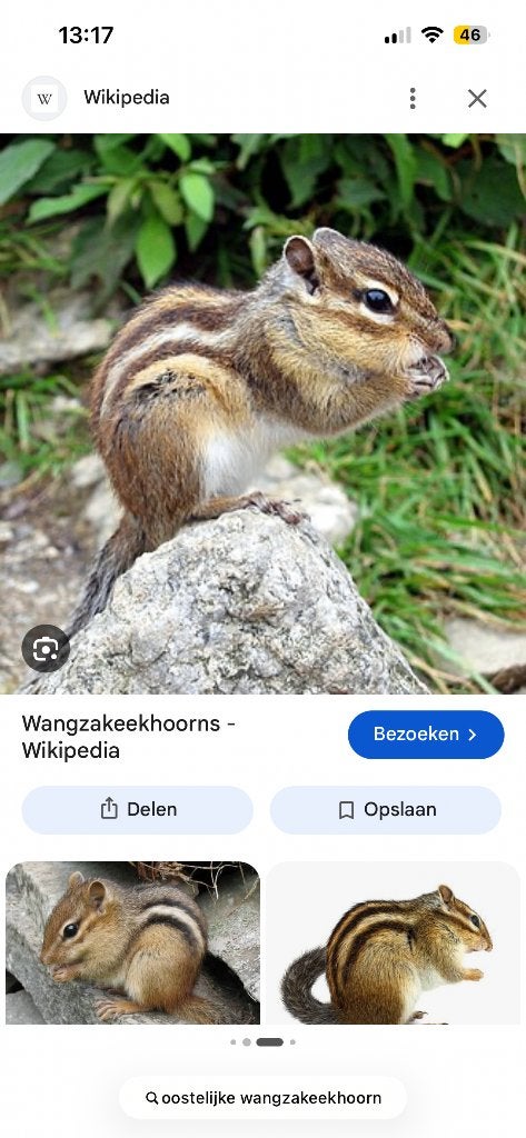 Gezocht: Oostelijke wangzakeekhoorn vrouw, Animaux & Accessoires, Janvier, Femelle
