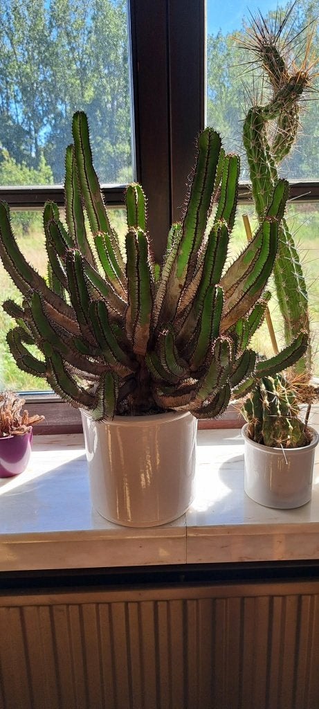 cactussen, Ophalen, Cactus, In pot