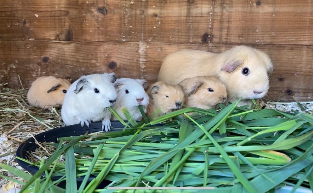 Baby California cavia’s, April, Cavia, Tam