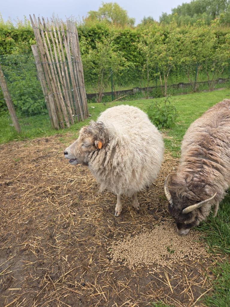 Ouessant ooi met zwart bokje, Dieren en Toebehoren, Schapen, Geiten en Varkens, Vrouwelijk, Schaap
