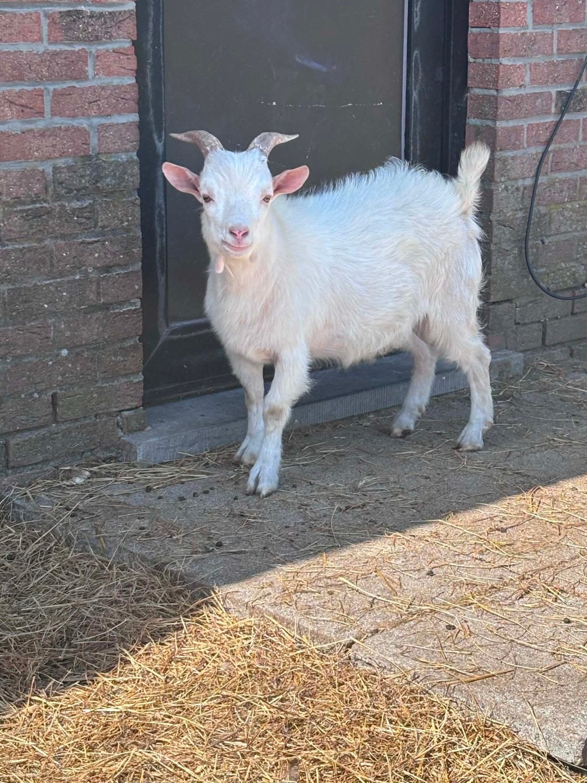 Prins hand tam dwerg bokje zoekt nieuw huisje