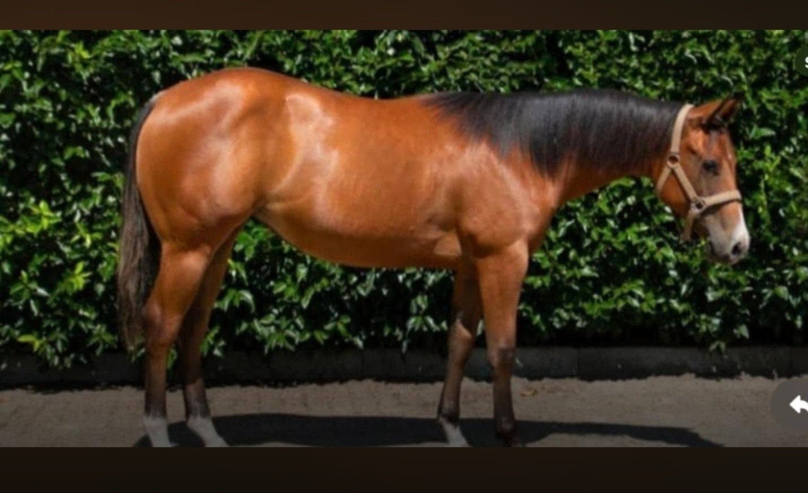 quarter horses
