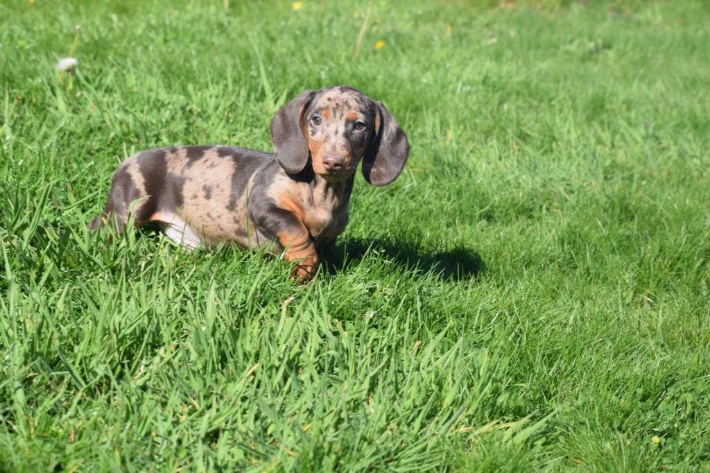 Teckel pups kies uw kleurtje, Dieren en Toebehoren, België, 15 weken tot 1 jaar, Korthaar, Dwerg