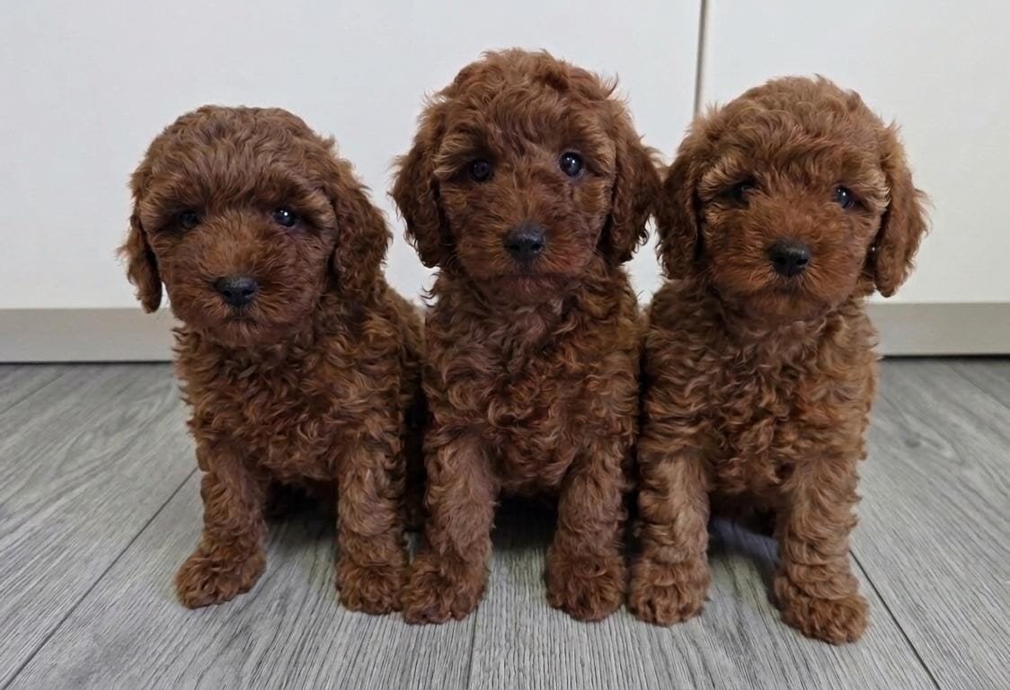 poedel puppy's dwergpoedel /toypoedel, Poedel, België, Fokker | Hobbymatig, Meerdere dieren