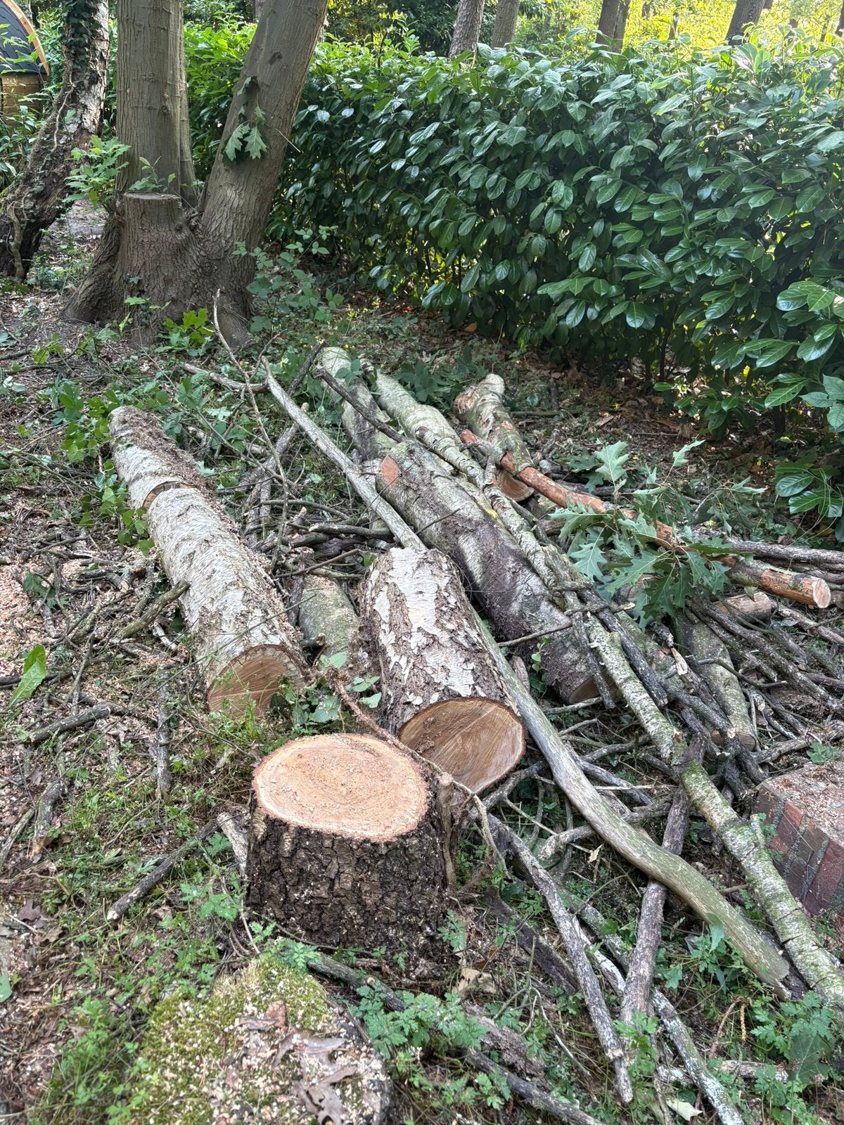 Brandhout kastanje, den en berk, Tuin en Terras, Brandhout, 3 tot 6 m³, Ophalen, Overige houtsoorten, Stammen