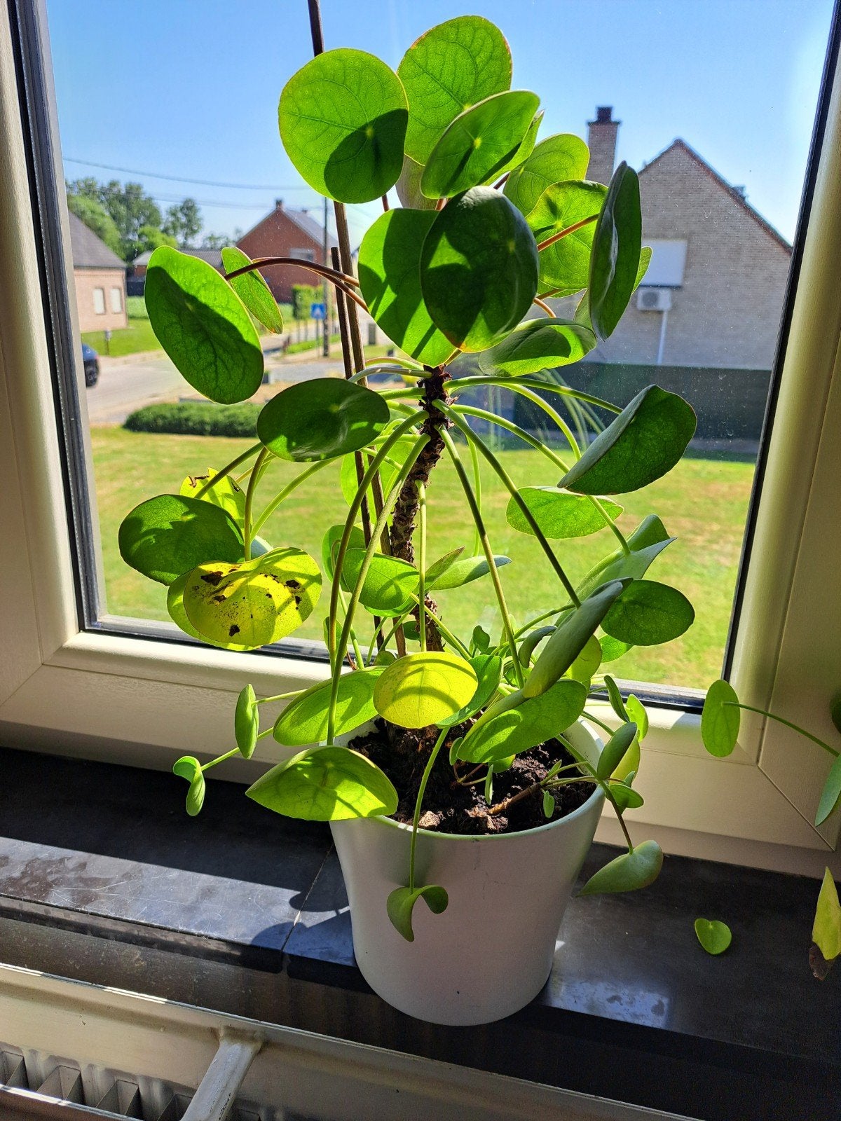 Pannekoekenplant, Huis en Inrichting, Kamerplanten, Ophalen