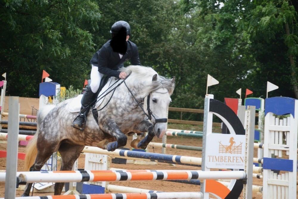 Springpony Jef 10jaar 1m46 ruin, Dieren en Toebehoren, Pony's, Ruin, D pony (1.37m tot 1.48m), Springpony, 7 tot 10 jaar