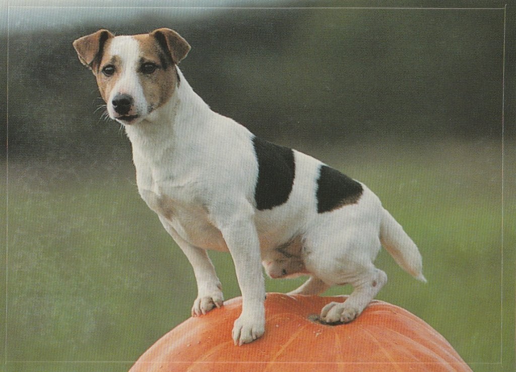 CHROMO  JACK RUSSELL TERRIER, Verzamelen, Foto's en Prenten, Ophalen of Verzenden, Nieuw, Dier, Prent