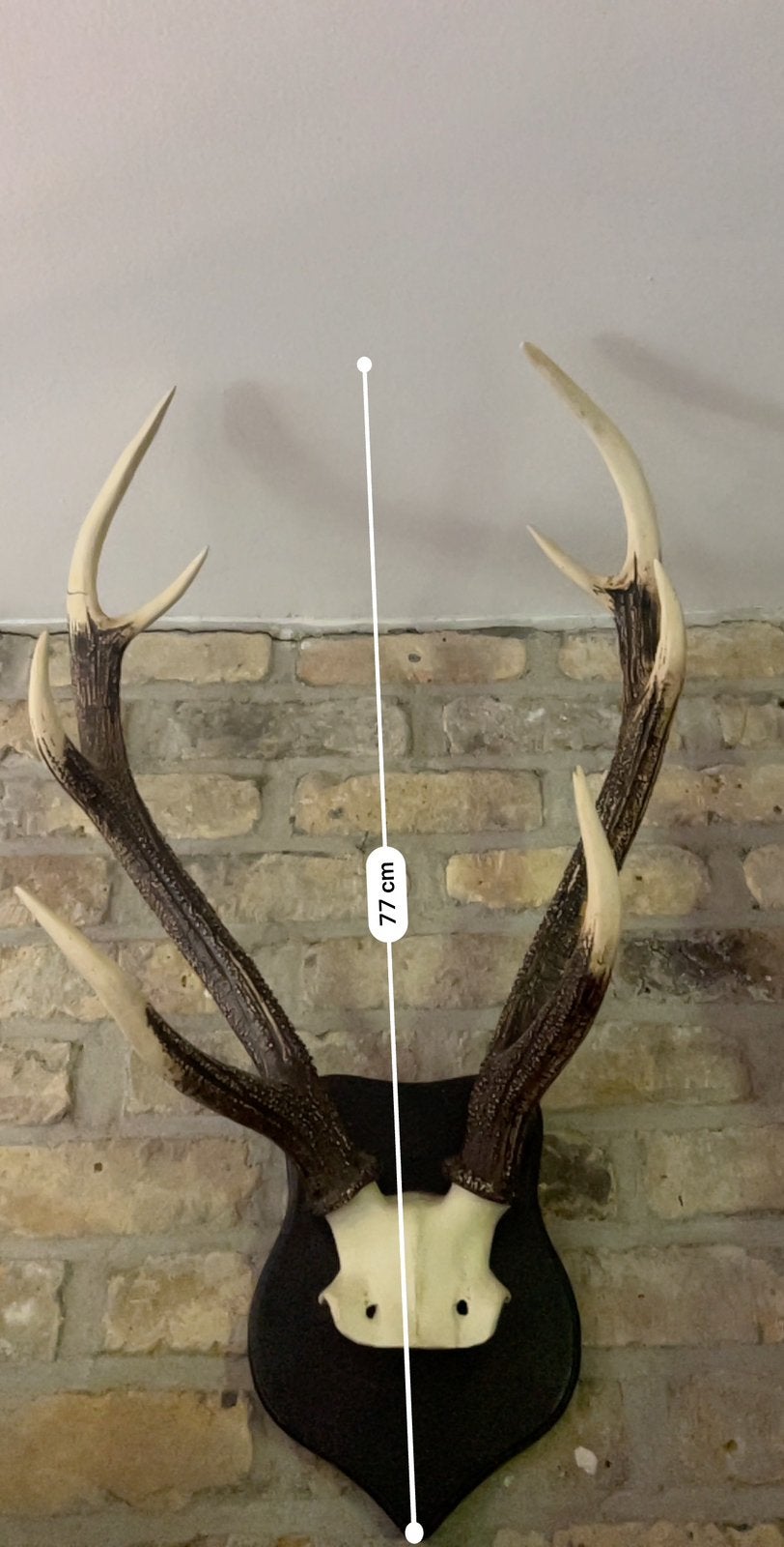 Gewei op houten schild – Decoratieve wandtrofee, Ophalen, Gebruikt