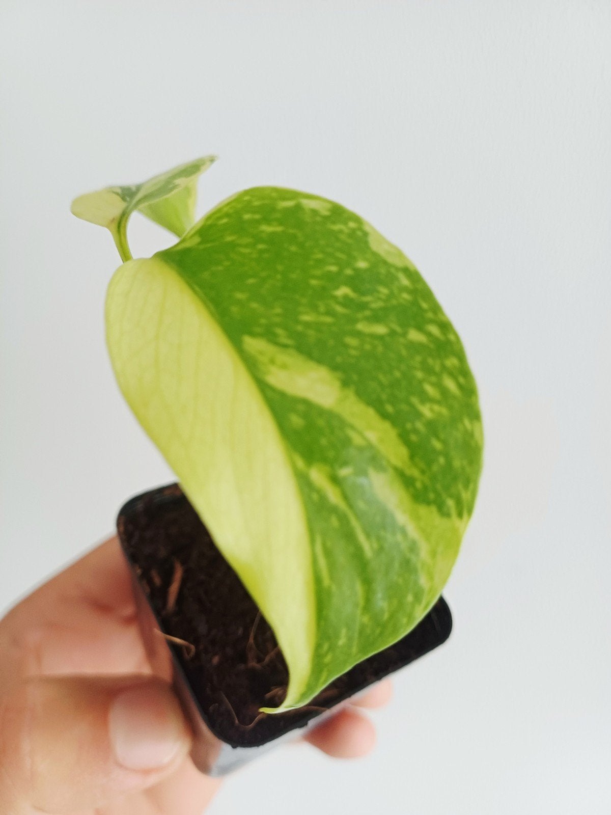 Monstera Electro Light "Electrolyte", Huis en Inrichting, Kamerplanten, Overige soorten, In pot, Minder dan 100 cm, Groene kamerplant