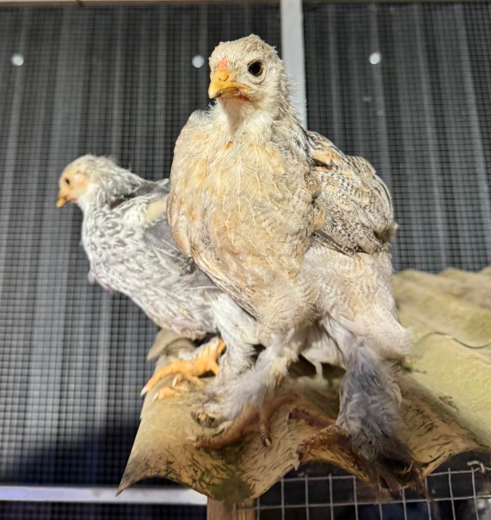 Koppel Brahma’s