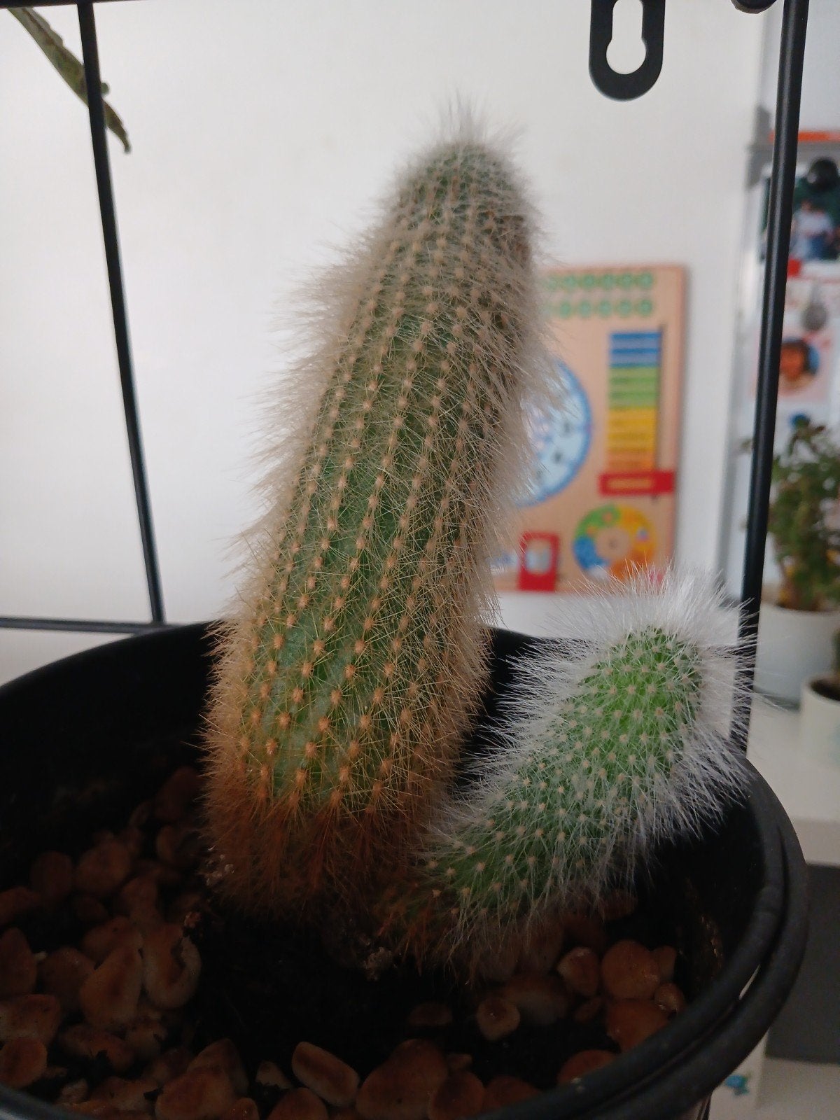 4 kleine cactussen, Ophalen
