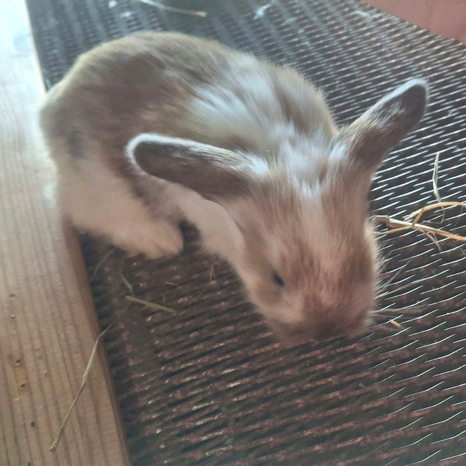 3 minilopjes, Dieren en Toebehoren, Geslacht onbekend, Overige soorten