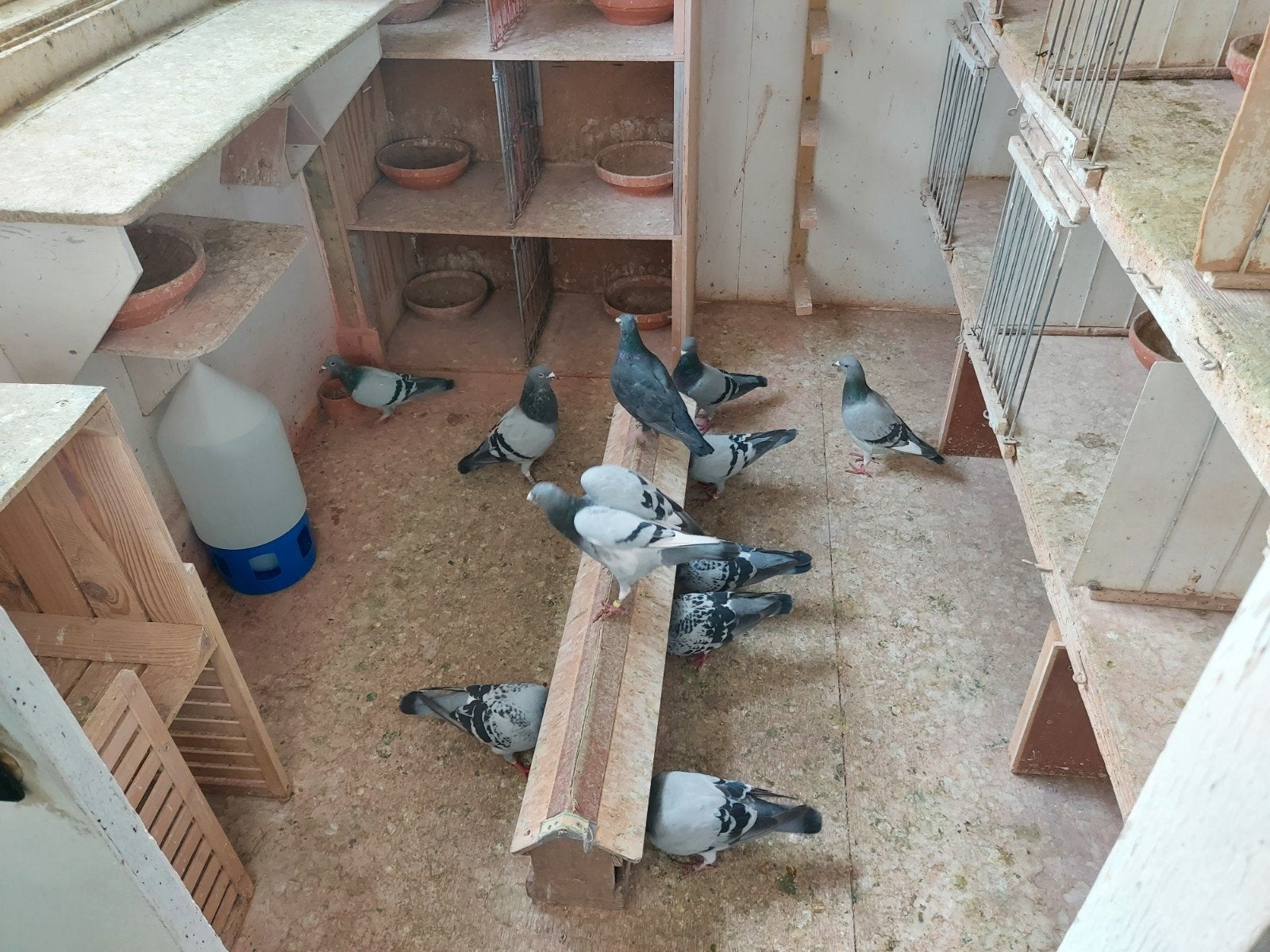7 tal vliegduiven, Dieren en Toebehoren, Meerdere dieren, Postduif
