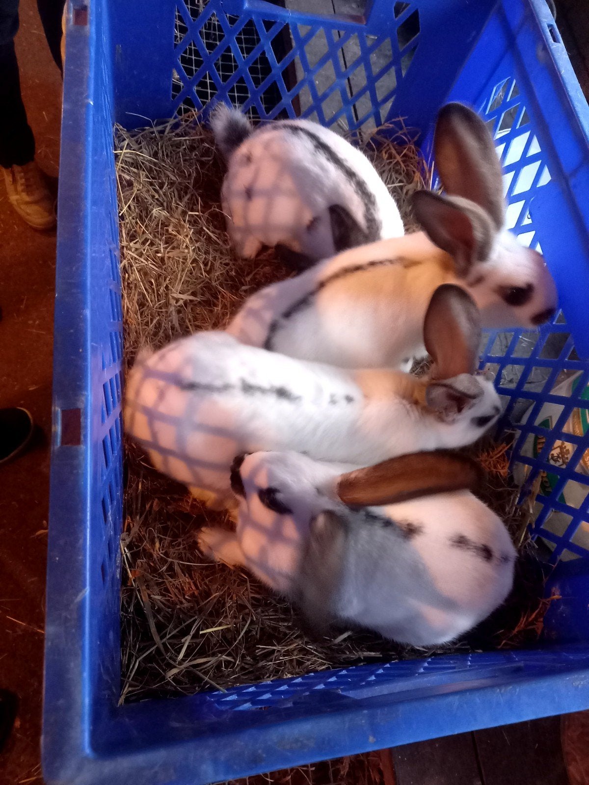 Jonge konijnen, Dieren en Toebehoren