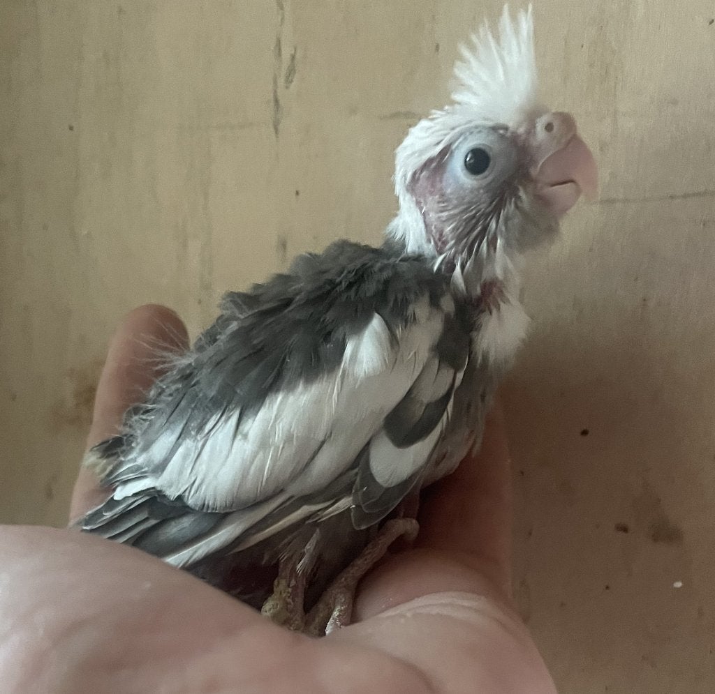 Baby valkparkietjes, Dieren en Toebehoren, Meerdere dieren, Parkiet, Geringd