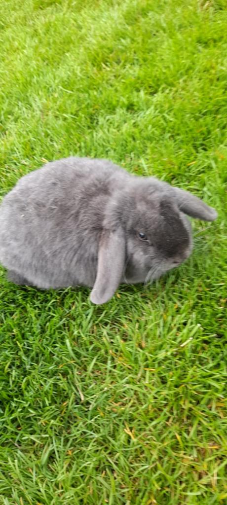 Super mooie nederlandse hangoor vrouwtje, Dieren en Toebehoren, Konijnen, Hangoor