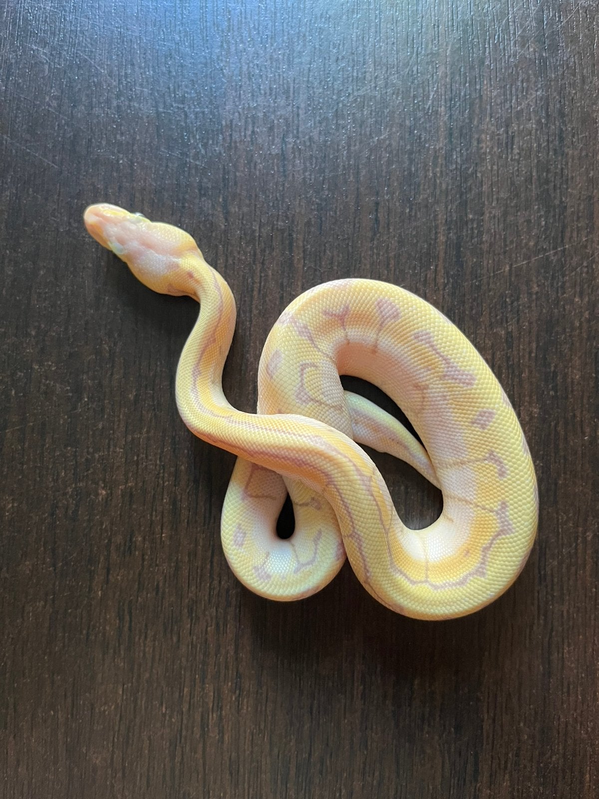 Ball Pythons 3.1, Animaux & Accessoires, Serpent, Domestique, 0 à 2 ans