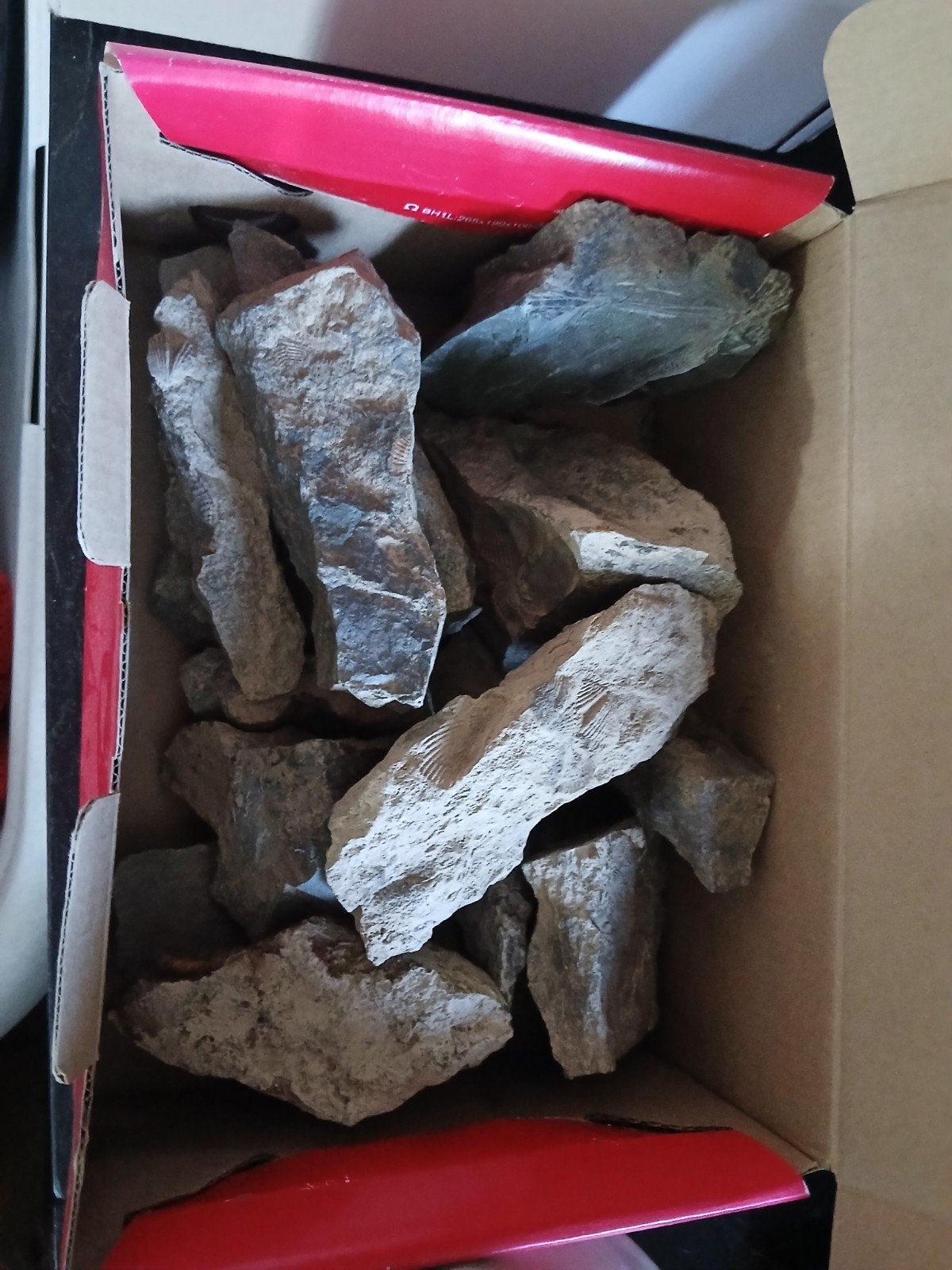 fossielen, Collections, Enlèvement