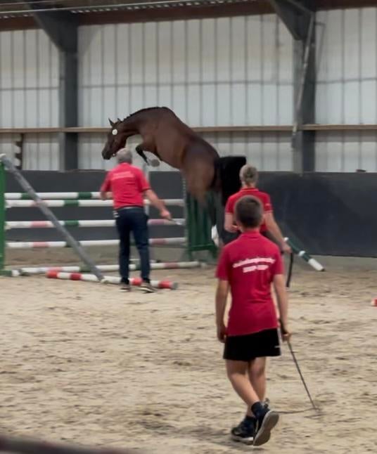 4 jarige merrie (Ermitage x heartbreaker), Dieren en Toebehoren, Ophalen, Nieuw
