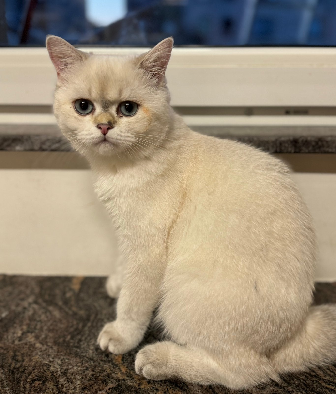 kitten Britse korthaar kater, Animaux & Accessoires, Chats & Chatons | Chats de race | Poil ras, Chat, 0 à 2 ans, Avec puce électronique