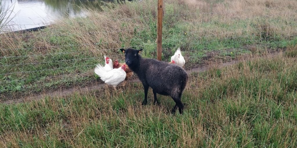 Mooie en lieve ouessant ooi, handtam, 120 euro, Femelle, Mouton, 3 à 5 ans