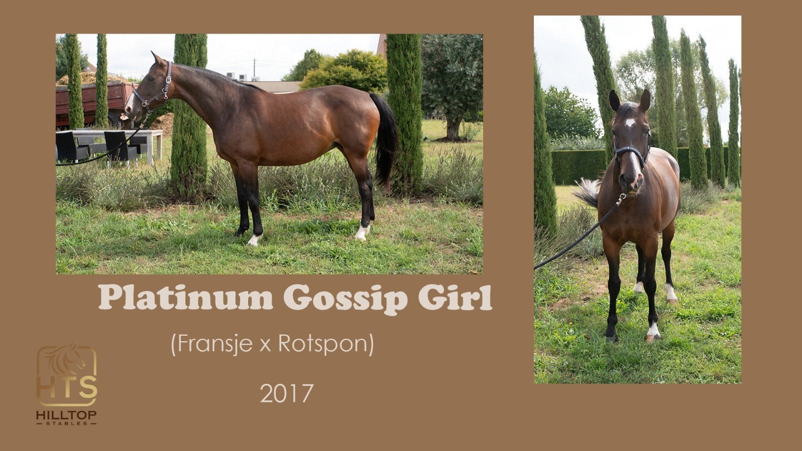 Dressage or Allround 9-year-old mare, Dieren en Toebehoren, Ophalen