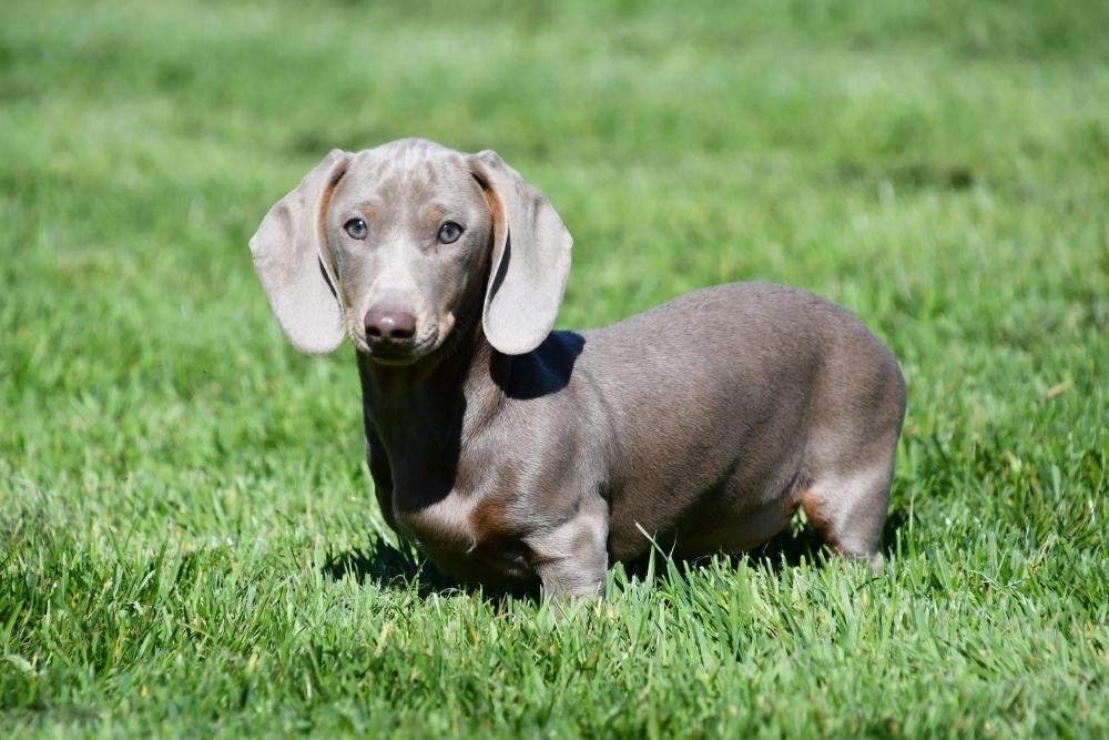Kortharige Teckel pups te koop, Dieren en Toebehoren, 15 weken tot 1 jaar, Dwerg, Parvo, Meerdere