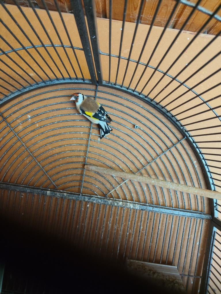 Distelvink 2025 man te koop, Dieren en Toebehoren