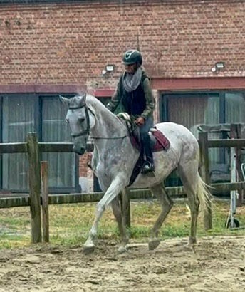 Jument courageuse de 11 ans, Animaux & Accessoires, Jument