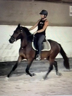 Dpony merrie, Merrie, Gechipt, Zadelmak, 11 jaar of ouder