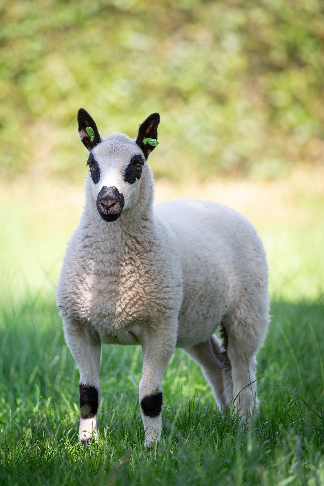Kerry Hill stamboek ooitjes, Dieren en Toebehoren, Schapen, Geiten en Varkens