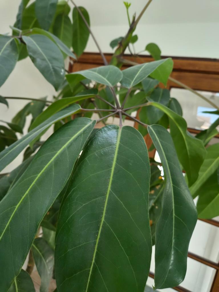 Grote vingerboom / Schefflera amate, Ophalen