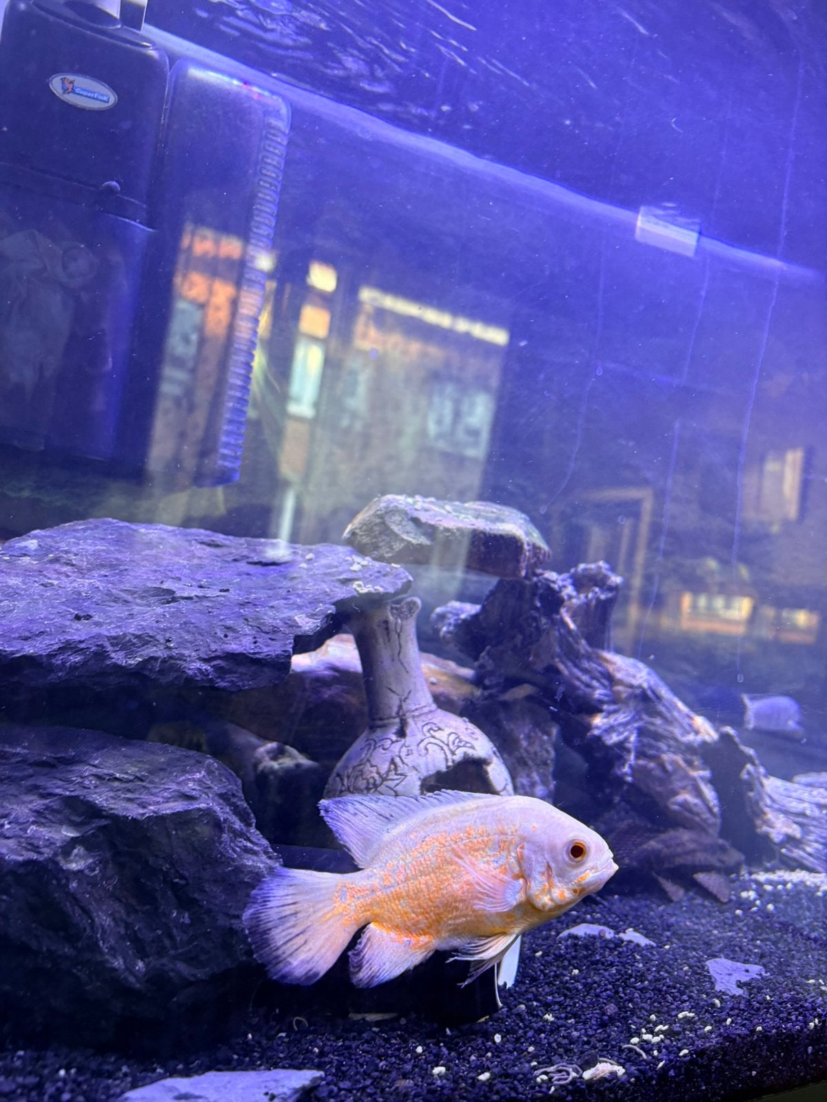 Oscar albino tiger, Animaux & Accessoires