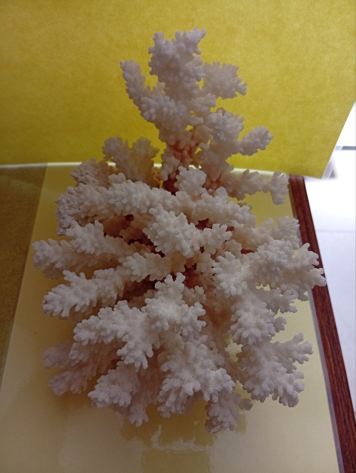 Corail, Enlèvement, Neuf