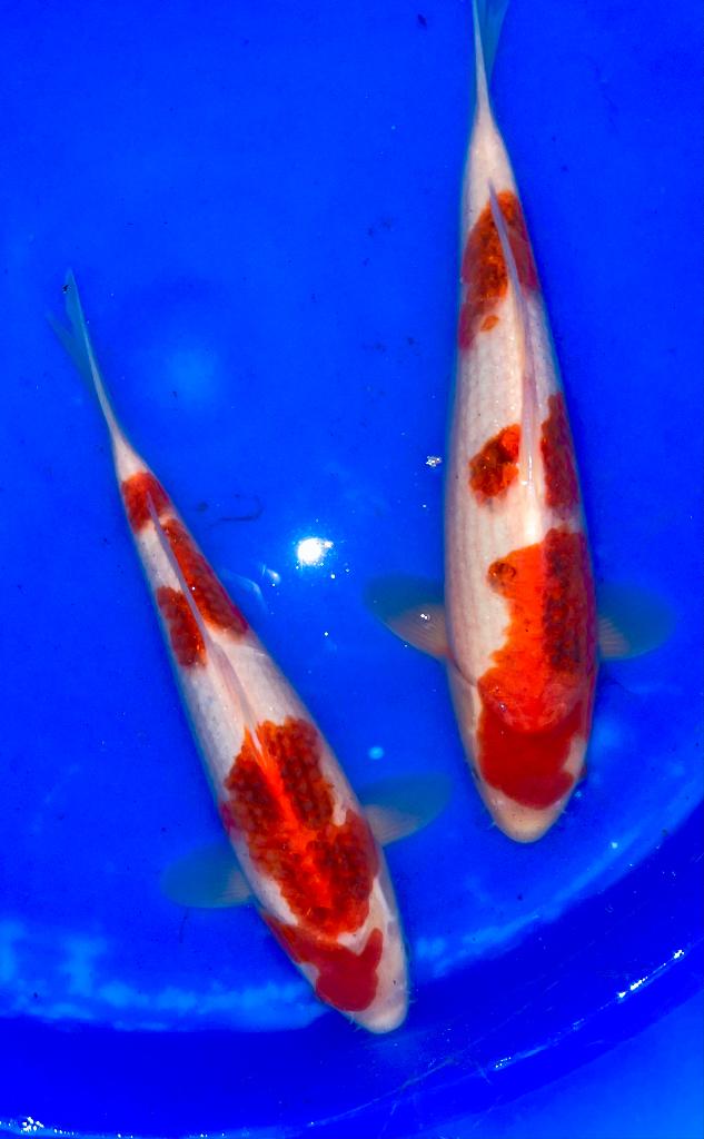 HQ Jumbo Tosai : Ai Goromo Hosokai 33-37 cm, Animaux & Accessoires, Poissons | Poissons d'étang, Carpe ou Koï