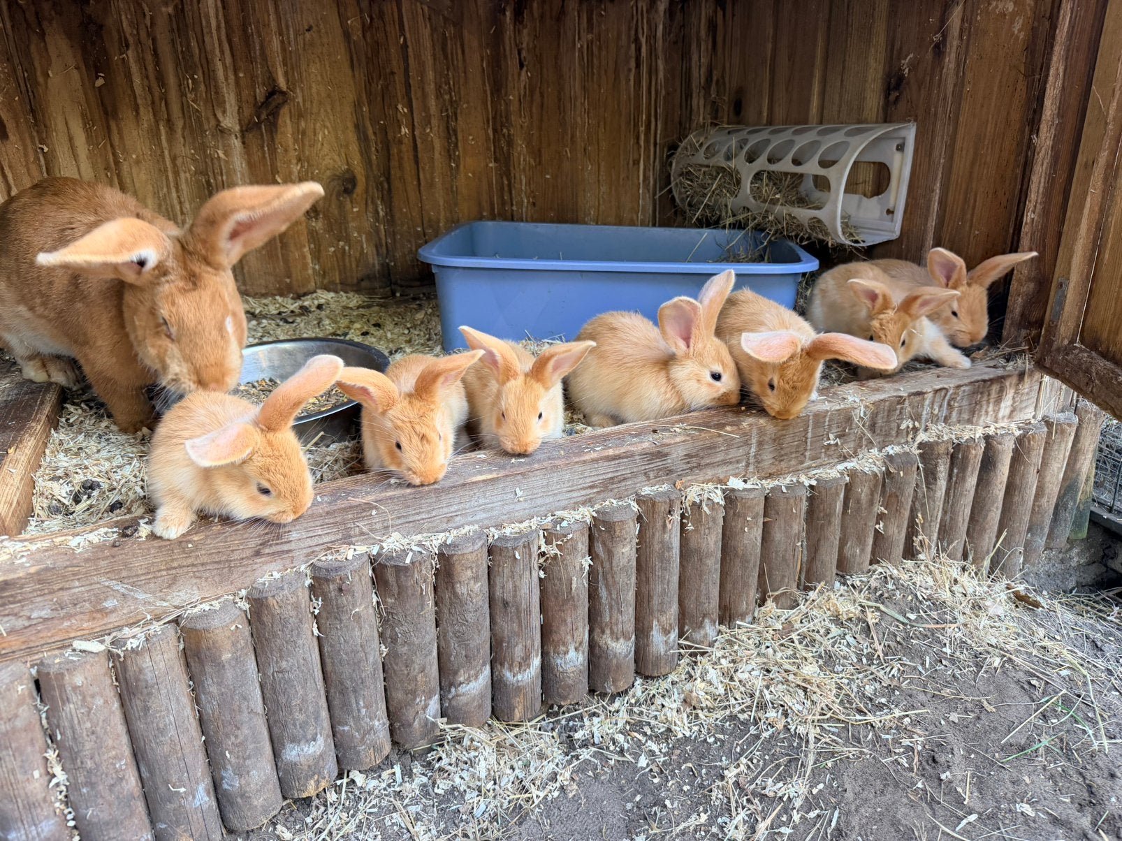 Vlaamse reusjes, Dieren en Toebehoren, Meerdere dieren, Groot, 0 tot 2 jaar