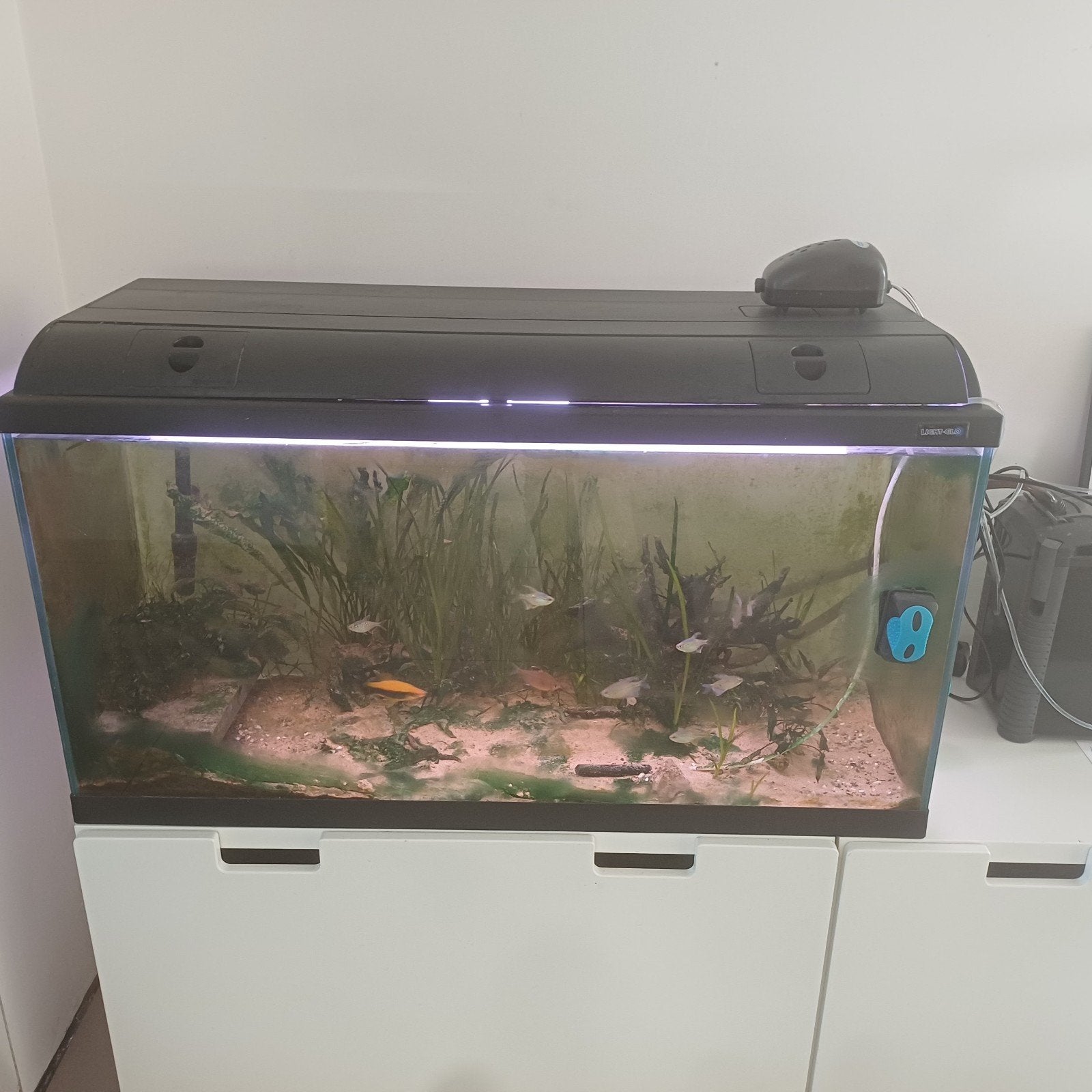 Aquarium 1m op 40cm op 50 cm hoog, Ophalen